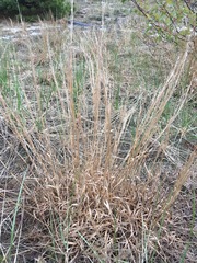 Eragrostis echinochloidea