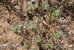 Eriastrum filifolium