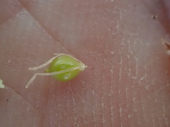 Schoenoplectus americanus
