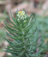 Pseudognaphalium viscosum