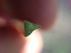 Schoenoplectus americanus