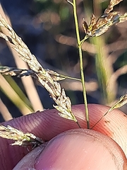 Eragrostis plana