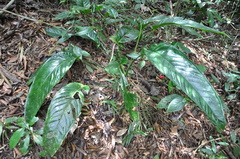 Anthurium testaceum