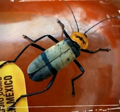 Chauliognathus nigrocinctus