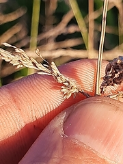 Eragrostis plana