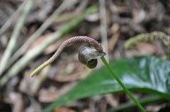 Anthurium testaceum