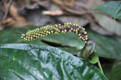 Anthurium testaceum