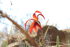 Sprekelia