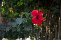 Hibiscus rosa-sinensis