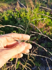 Eragrostis plana