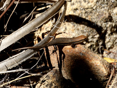 Trachylepis gravenhorstii