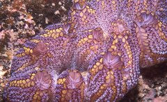 Botrylloides magnicoecus