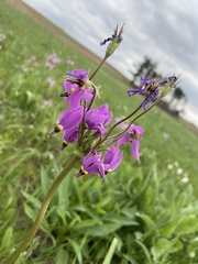 Primula fassettii