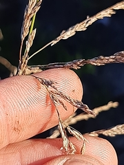 Eragrostis plana