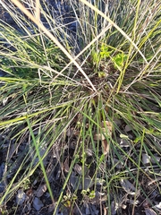 Eragrostis plana