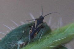 Plagiognathus moerens