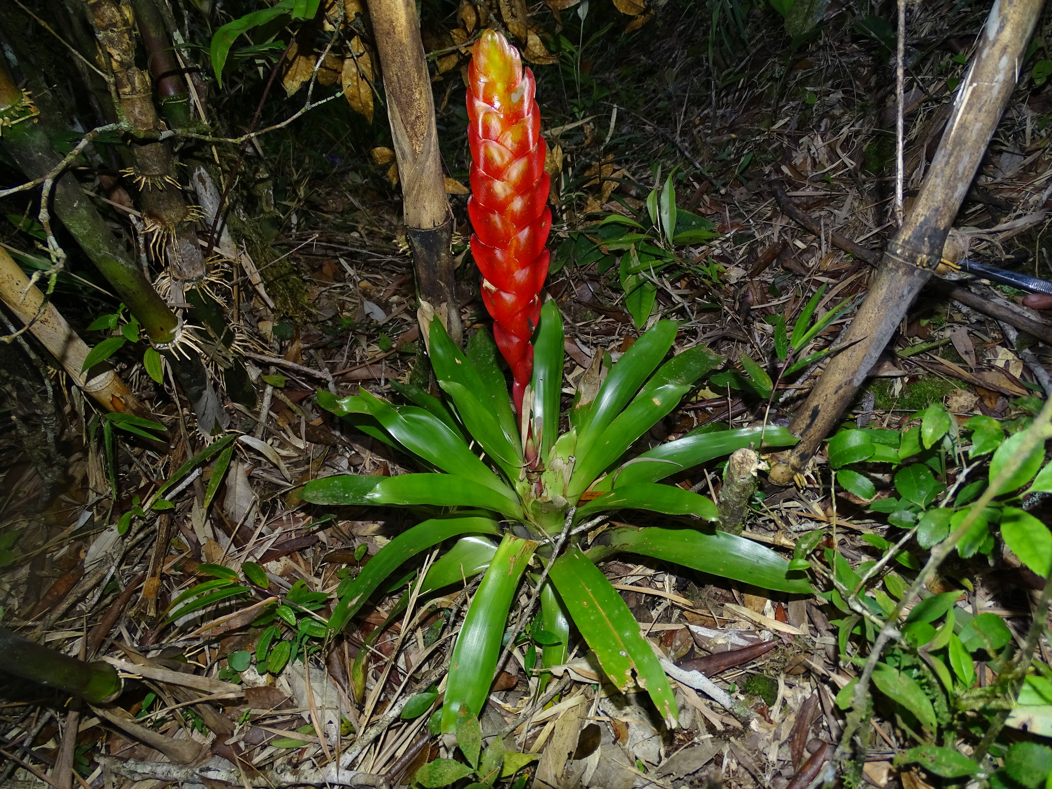 Vriesea incurvata