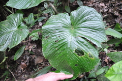 Anthurium cuspidatum
