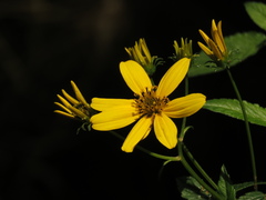 Bidens rubifolia