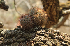 Mammillaria rhodantha