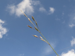 Bromus pitensis