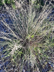 Eragrostis plana