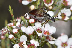 Diaphanops westermanni