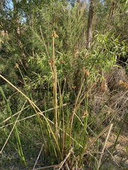 Schoenoplectus