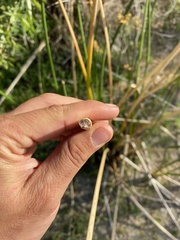 Schoenoplectus