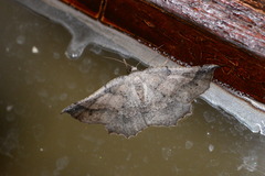 Drepanogynis mixtaria