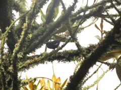 Diglossa albilatera