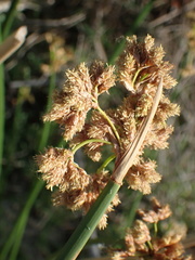 Schoenoplectus