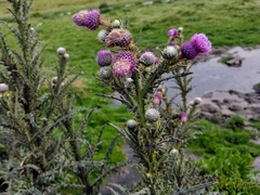 Cirsium lomatolepis