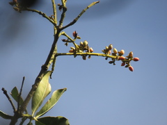 Gaiadendron punctatum