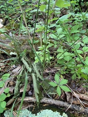 Melica mutica