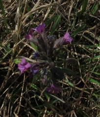 Pulmonaria angustifolia