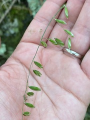 Melica mutica