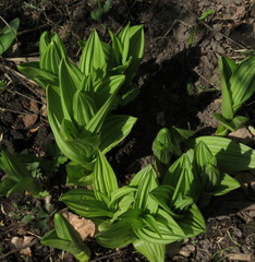 Veratrum lobelianum
