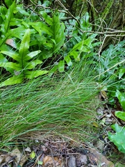 Festuca multinodis