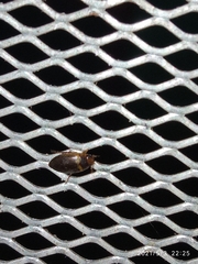 Copelatus caelatipennis