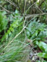 Festuca multinodis