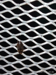 Copelatus caelatipennis
