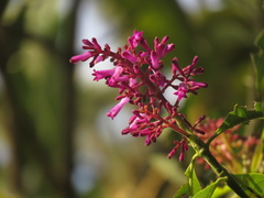 Palicourea angustifolia