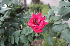 Rosa