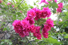 Bougainvillea