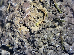 Fuscopannaria sorediata