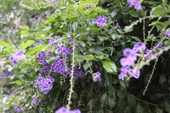 Duranta