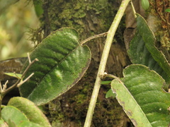 Pentacalia