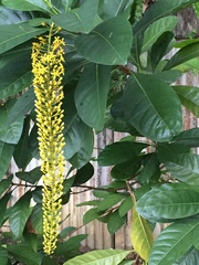 Lophanthera lactescens