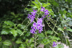 Duranta